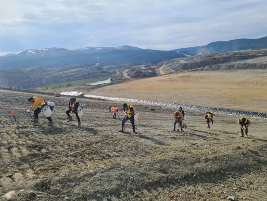 Membres des Dénés de Ross River plantant des arbres dans le cadre du programme de revégétalisation communautaire (juin 2023)