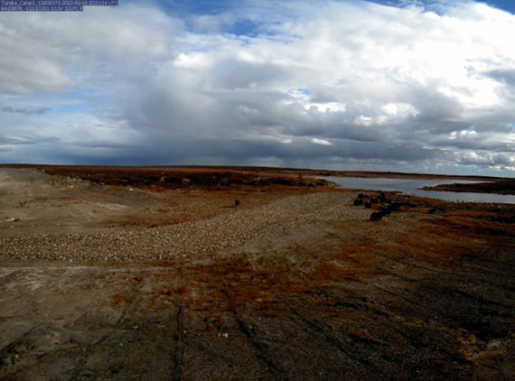 A herd of muskoxen clustered together on the shore of a drainage channel.
